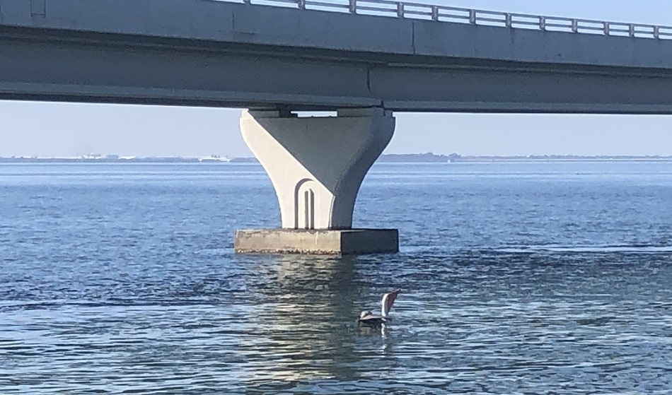 A view of the wildlife on the Courtney Campbell Causeway Trail