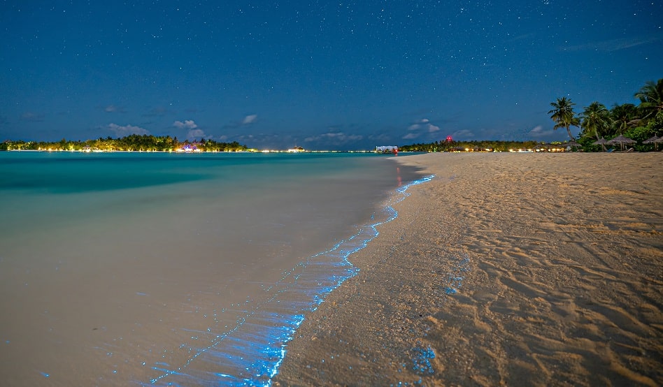 Algae Glowing On The Beach, Perfectly Natural