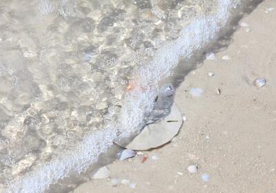 Does Clearwater Beach Have Seashells